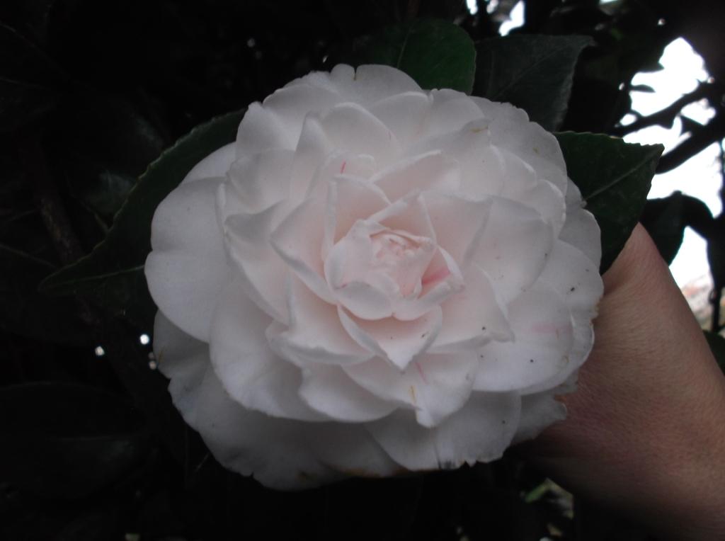 Belleza Peregrina