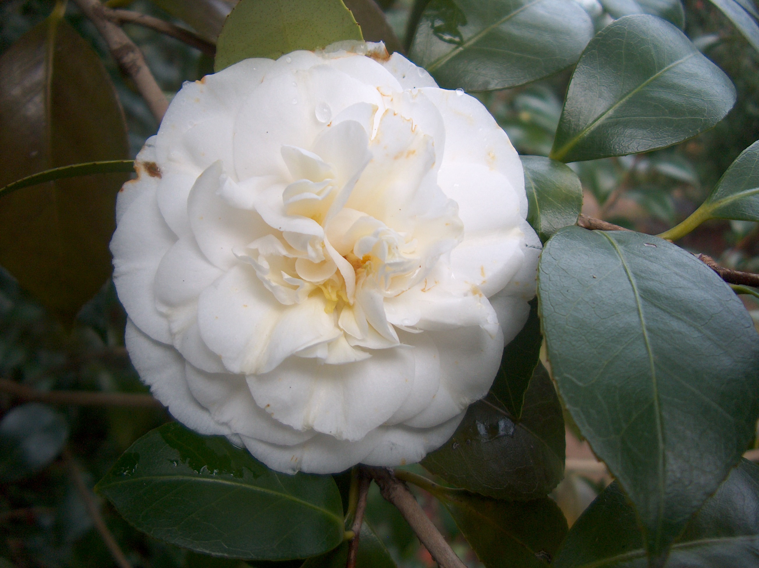Claralinda (Fiães)
