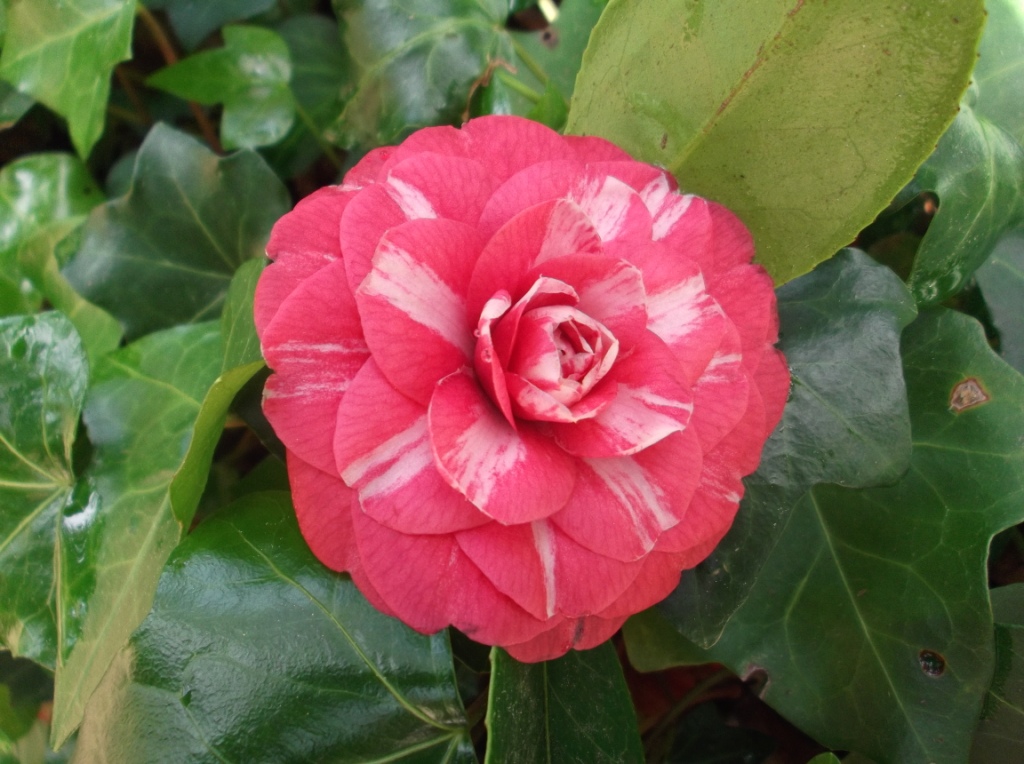 D. Stephanea, Rainha de Portugal