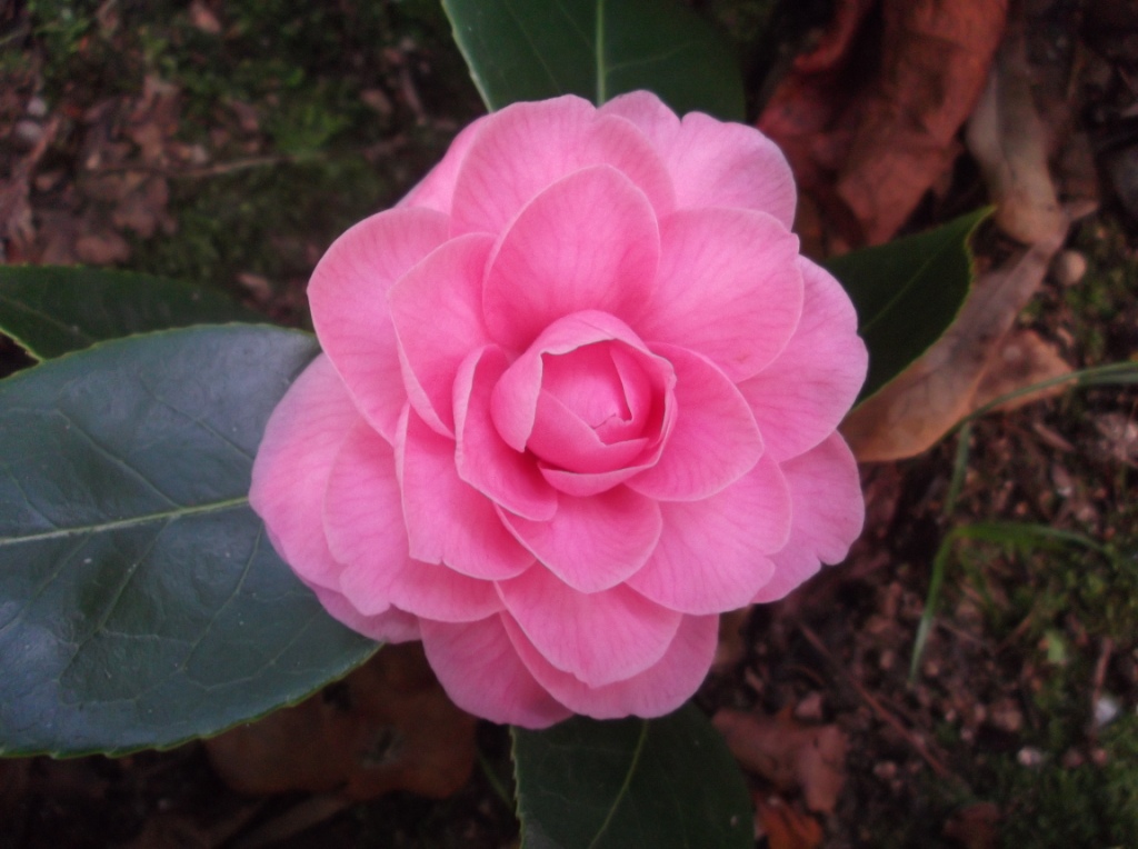 Duquesa de Palmella