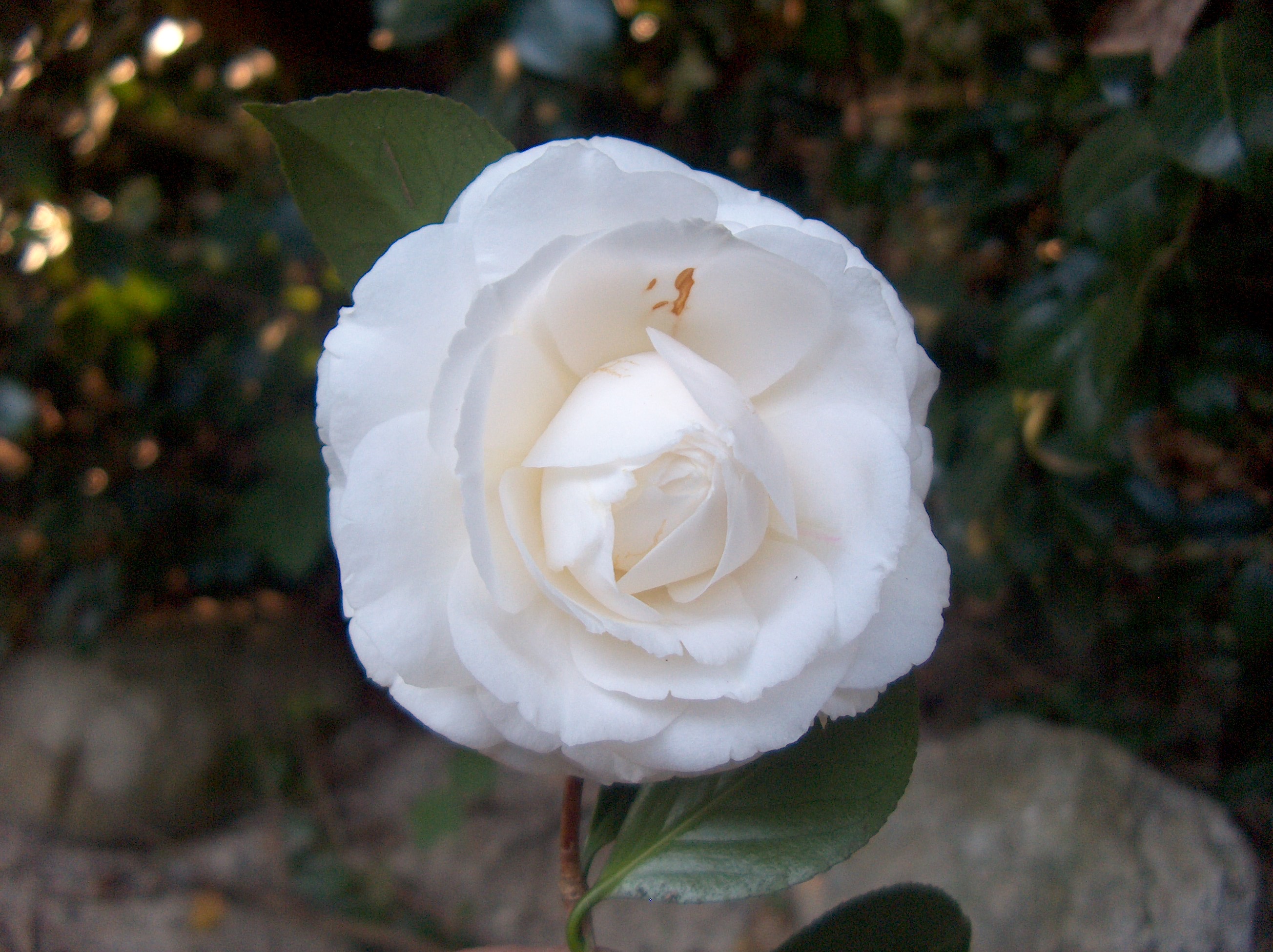 Euterpe (Fiaes)