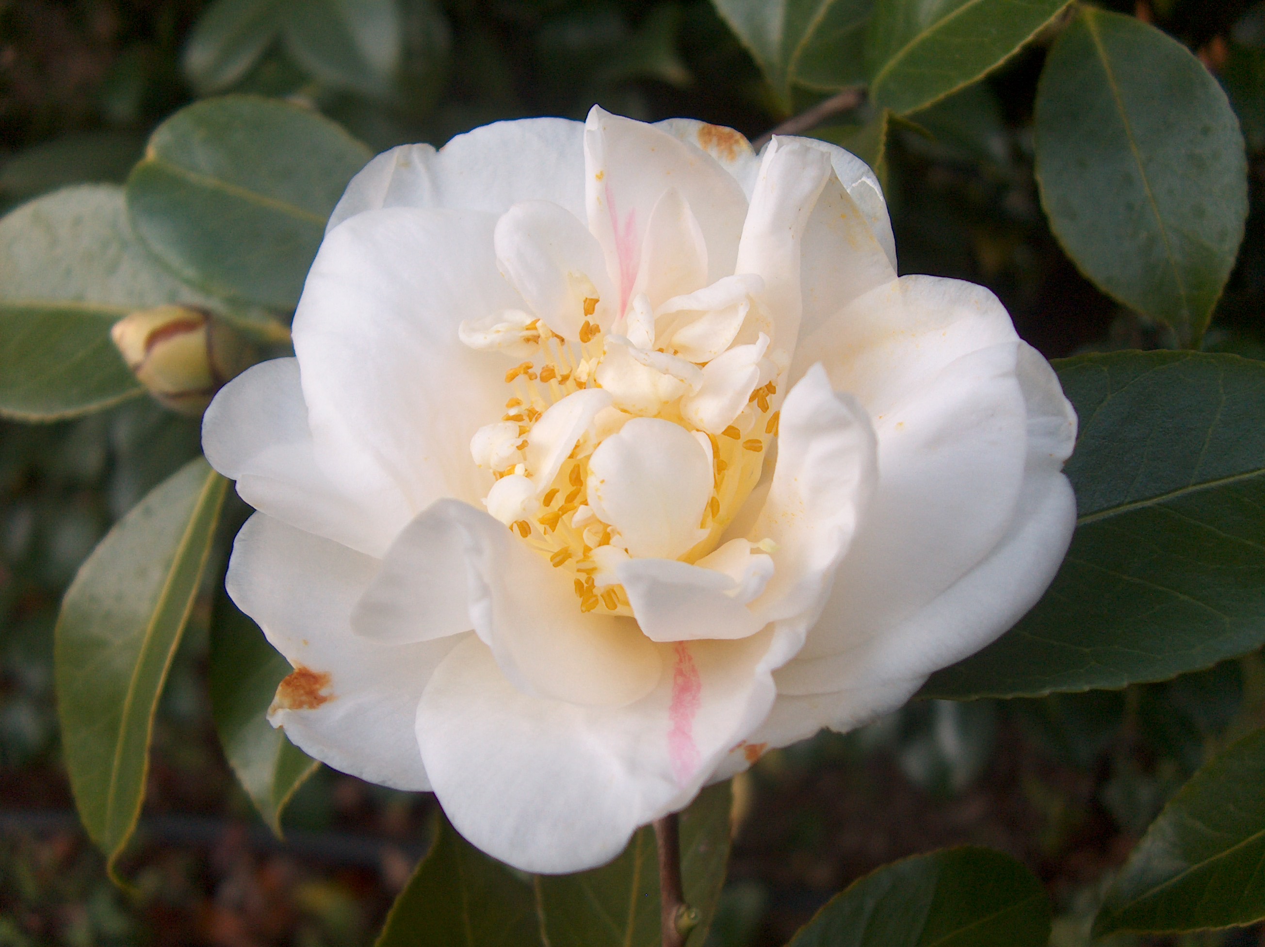 Eximia Alba
