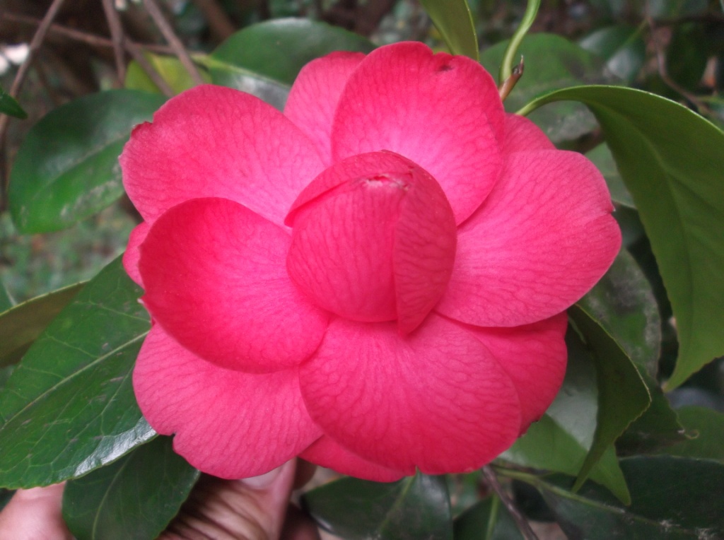 Guerneria