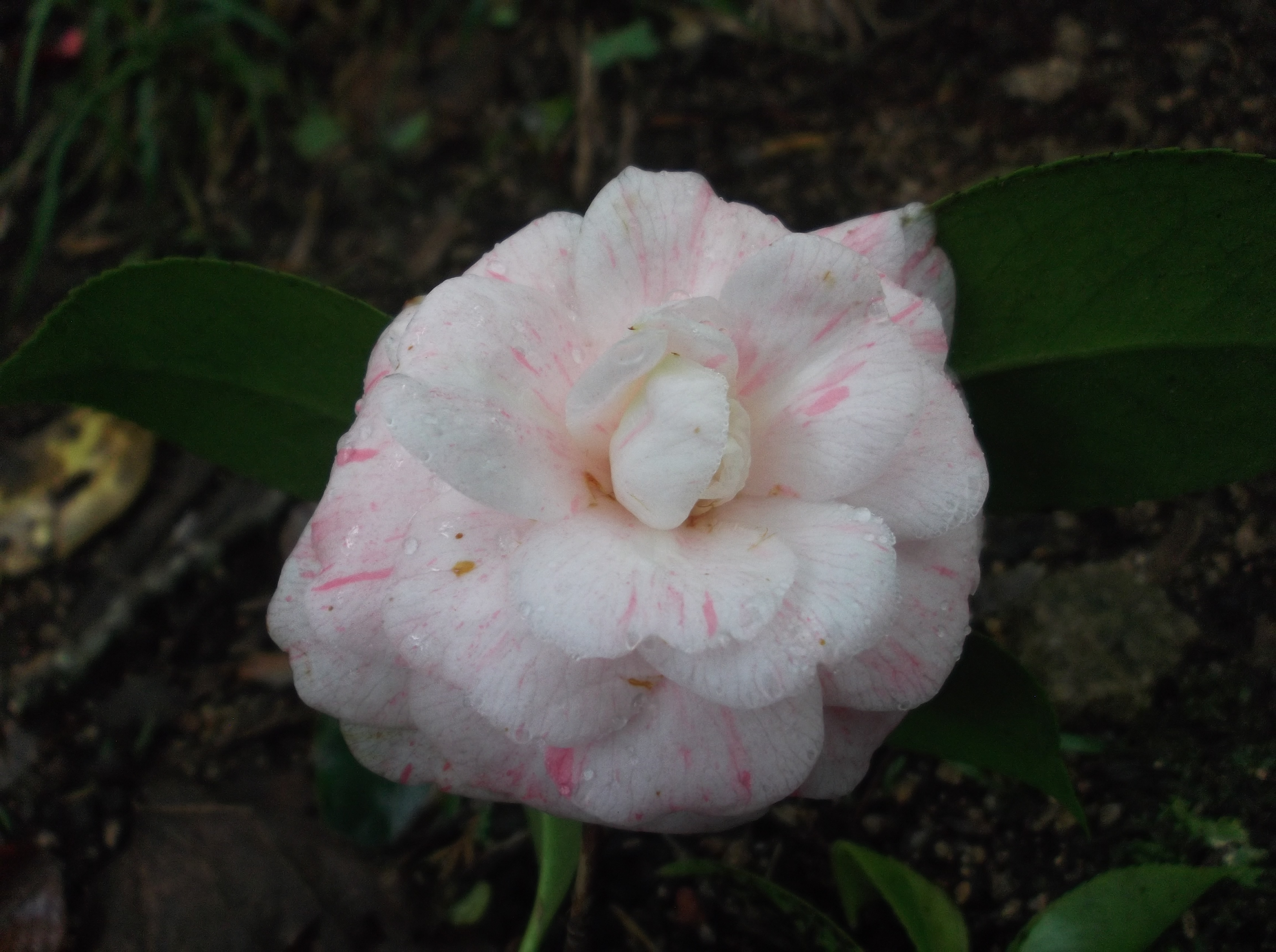 Imperatriz D. Leopoldina