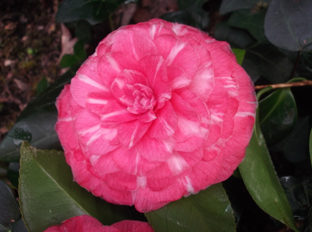 Lusitaniae Regina