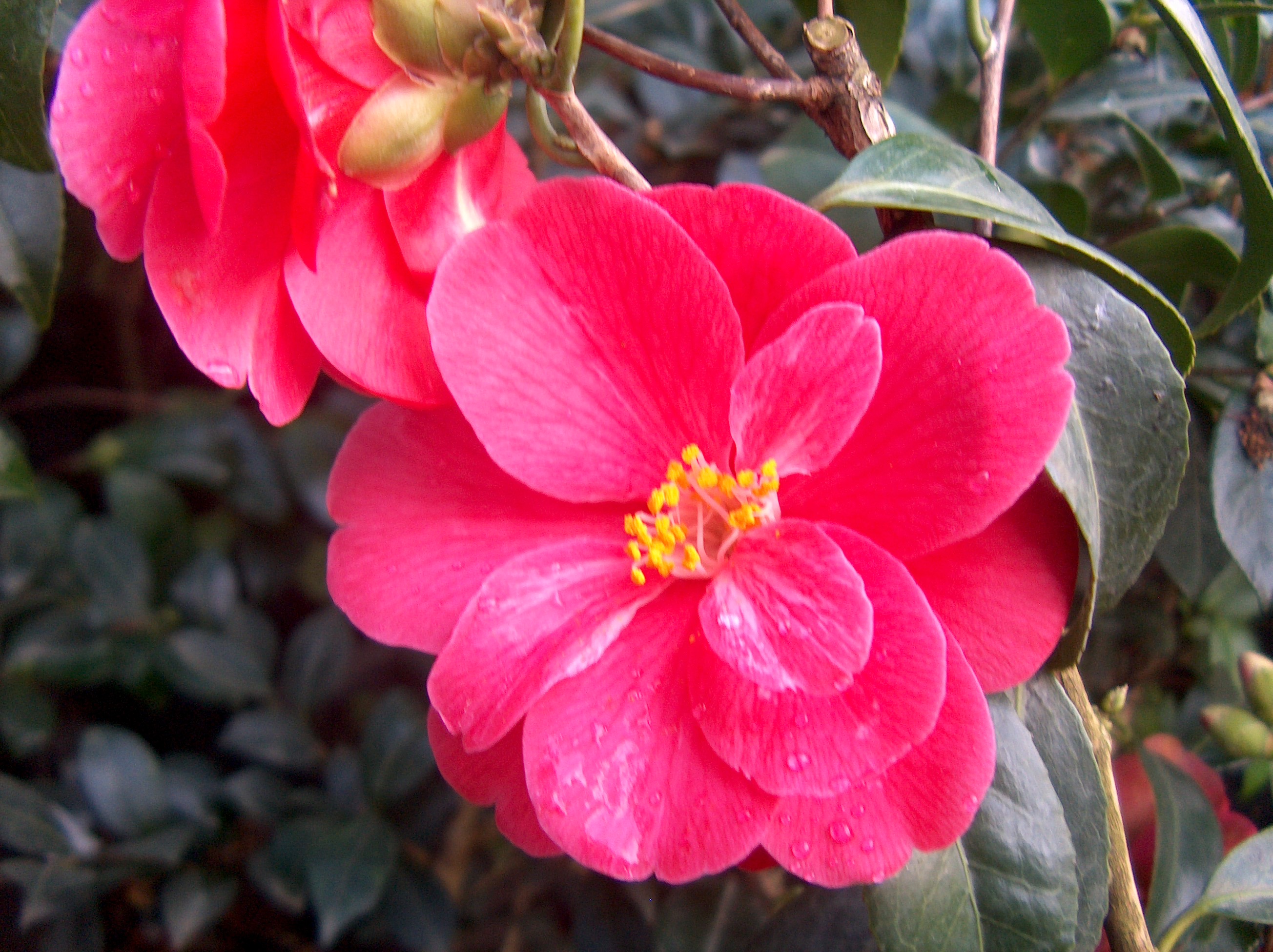 Magnoliaeflora Rubra