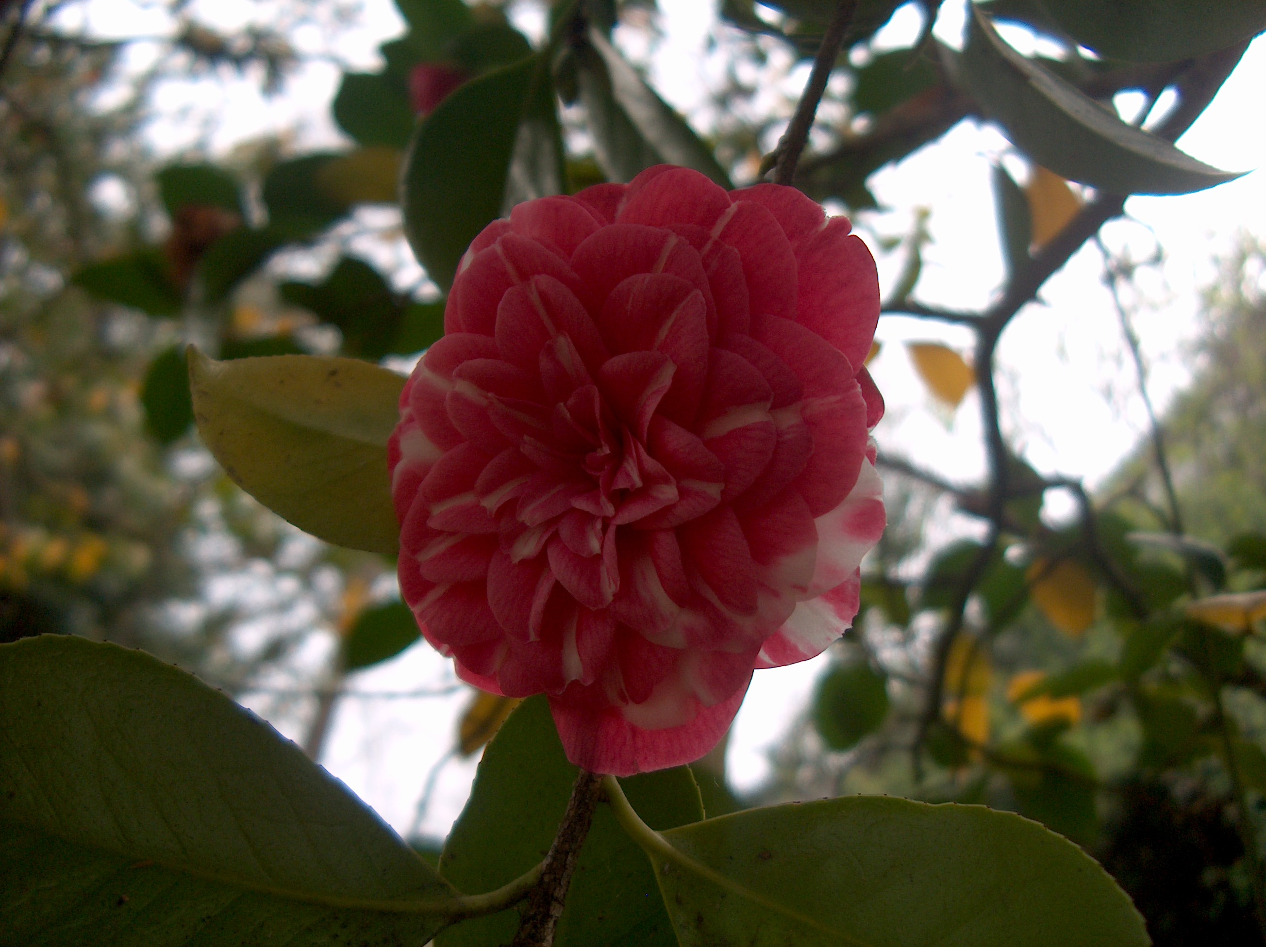 Majestosa de Villar
