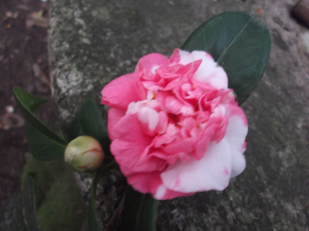 Marmorea Portuensis