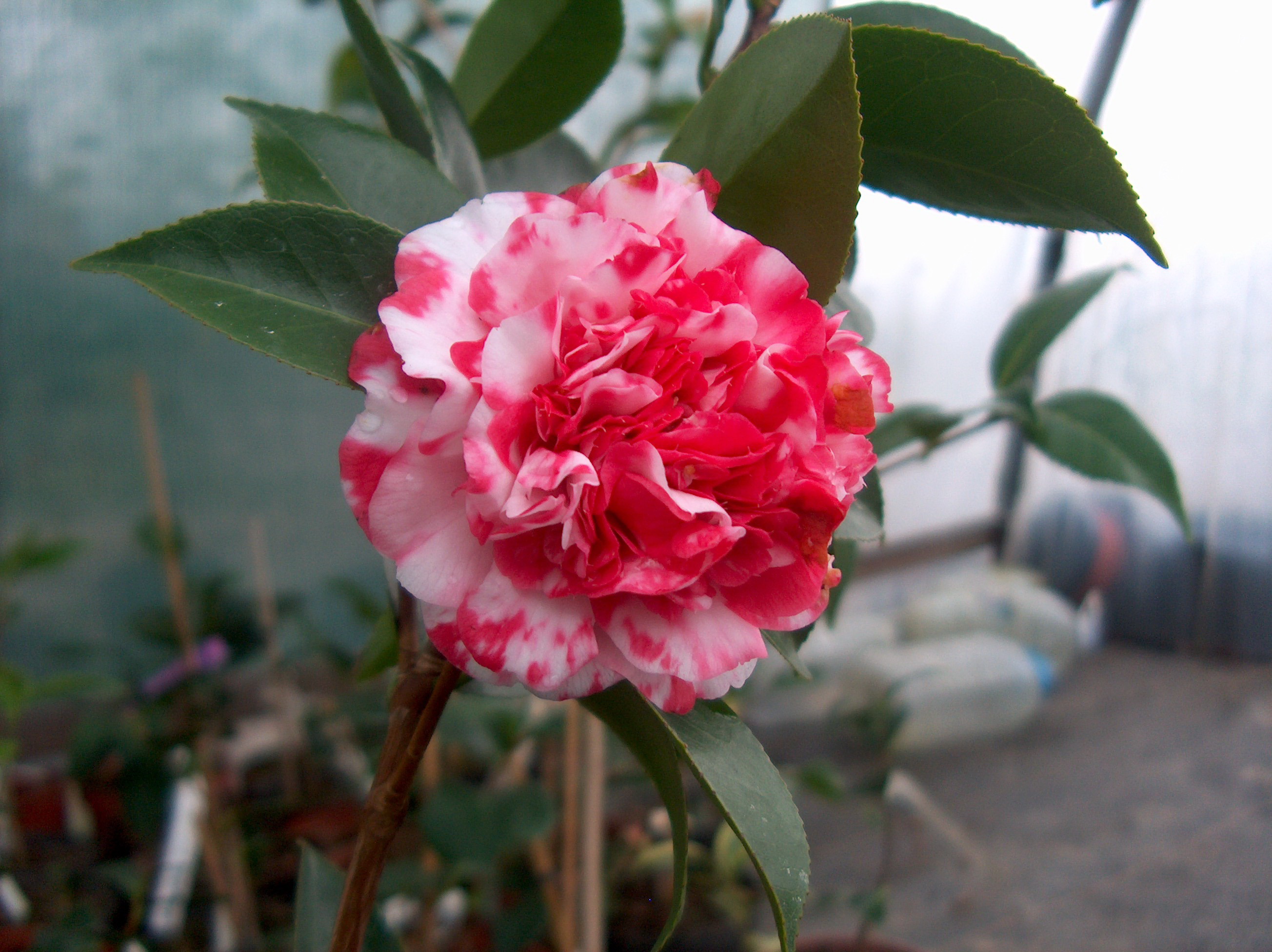 Peonia Superba
