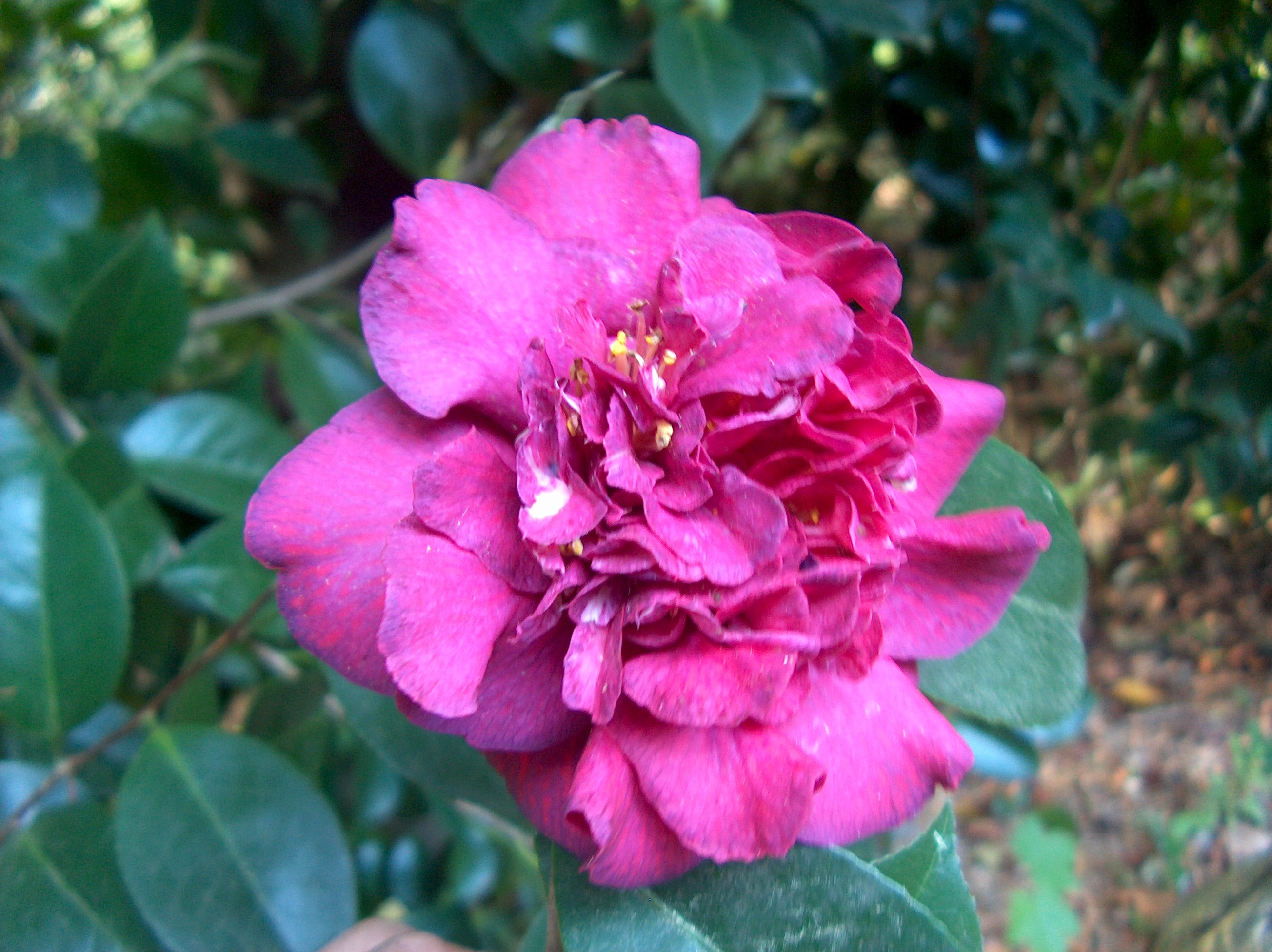 Peonia coccinea (Fiaes)