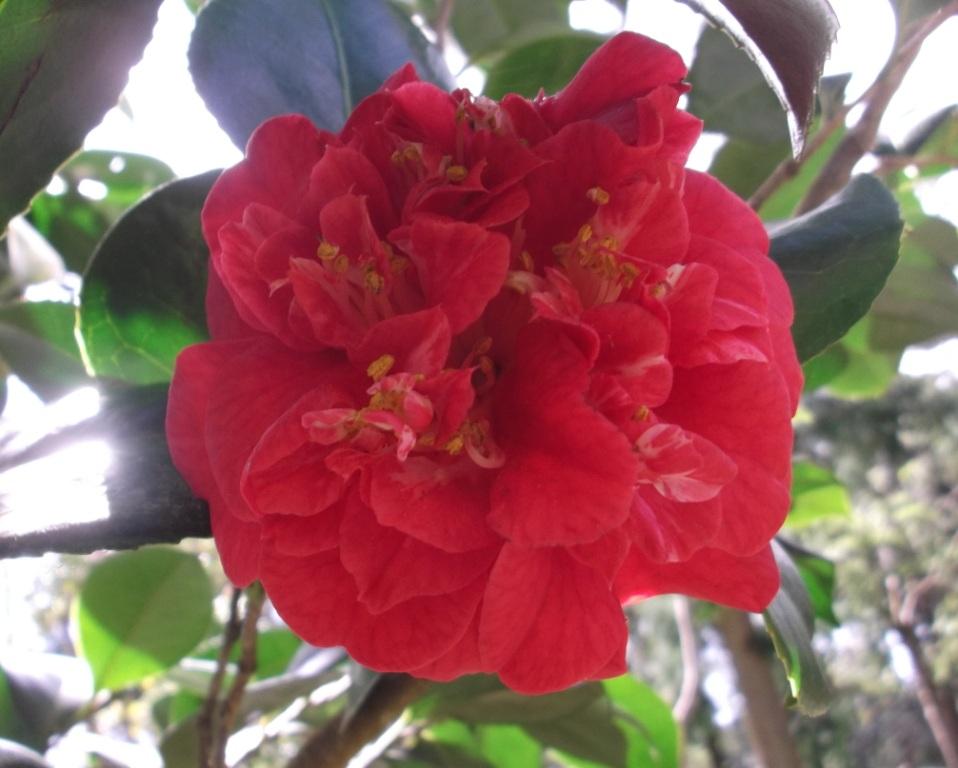 Pomponia Pedrotia