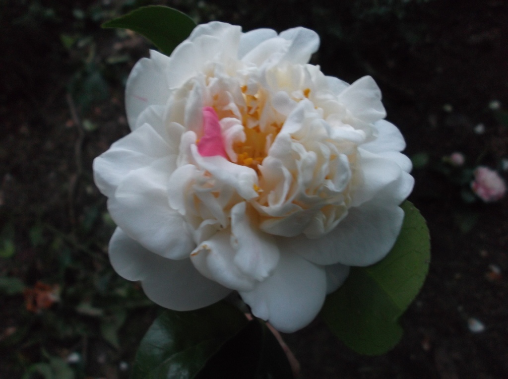 Pomponia Grandiflora Portuensis