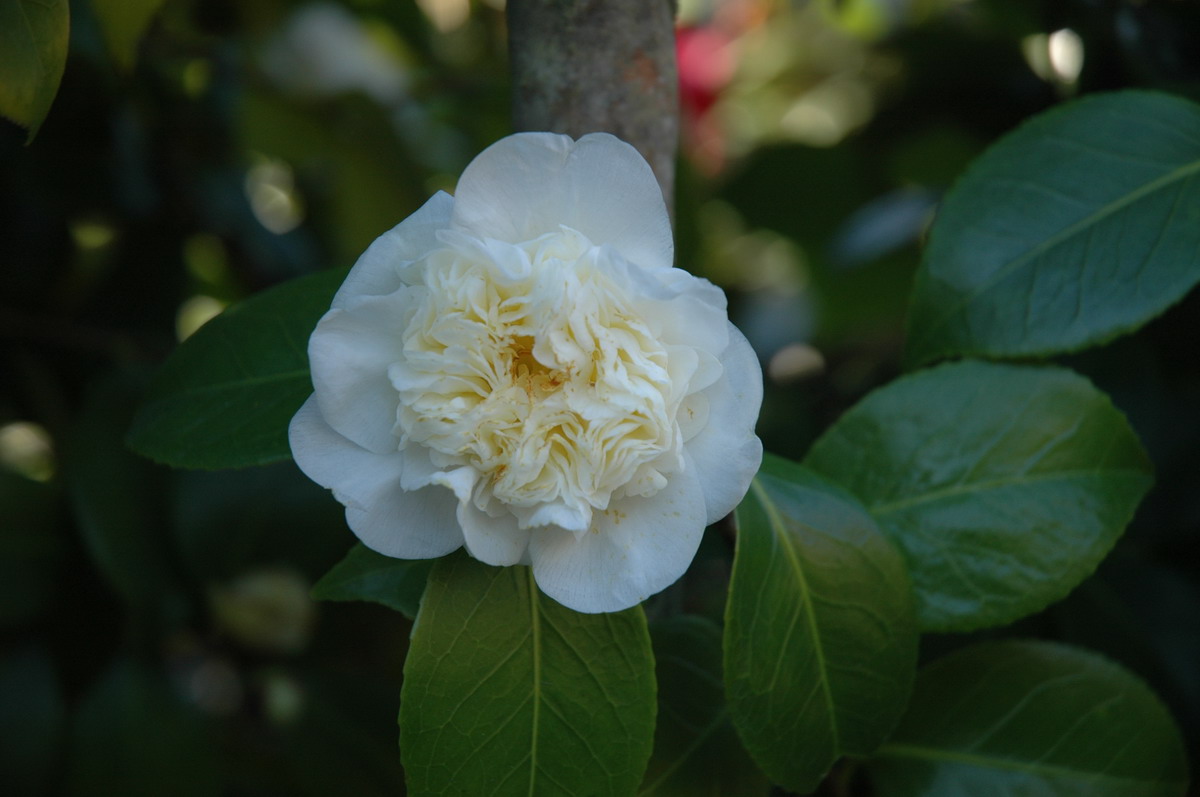 Pomponia Luctea