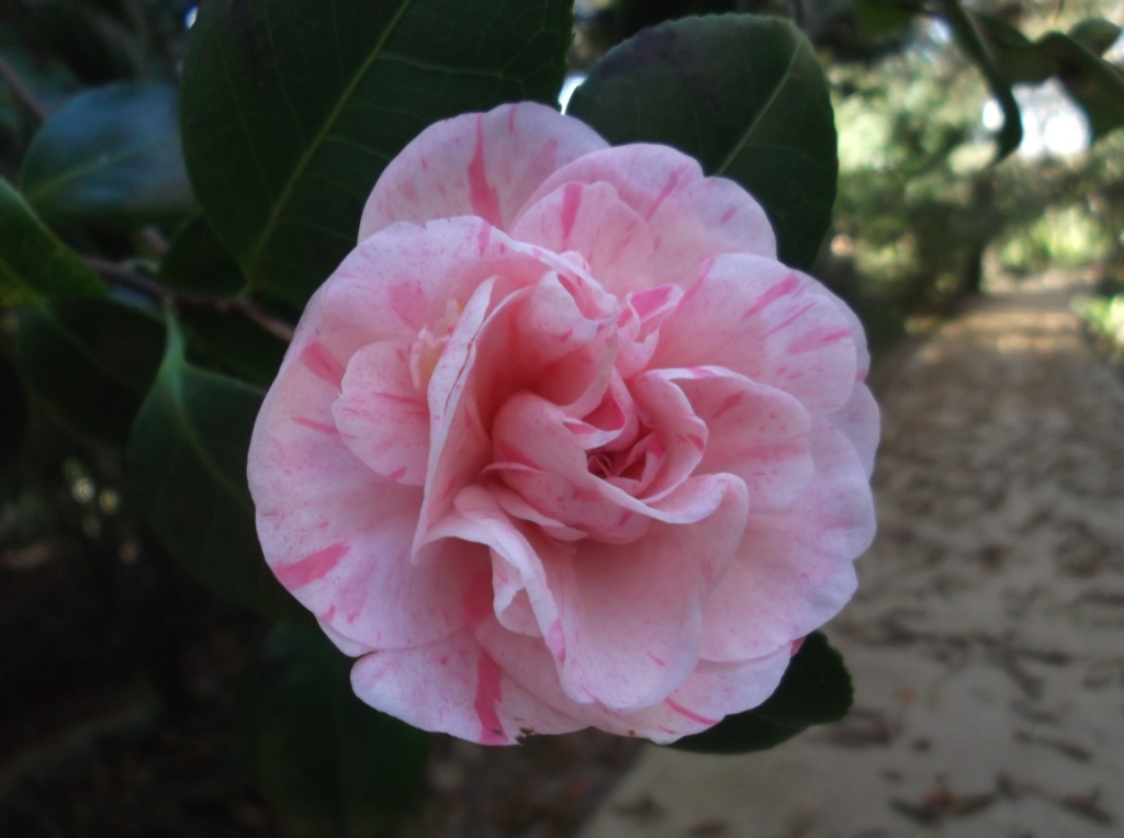 Pomponia Portuensis
