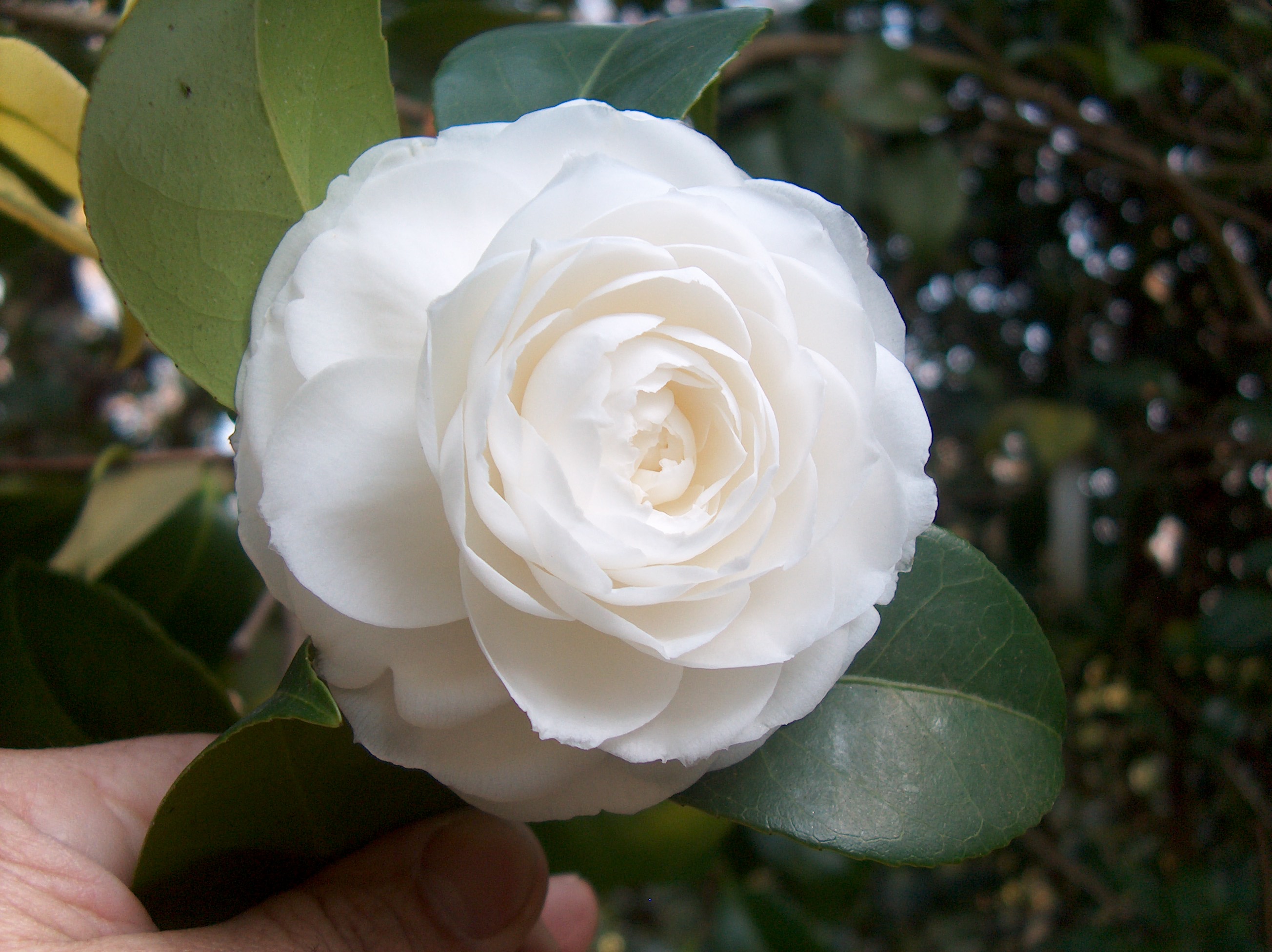 Pomposa