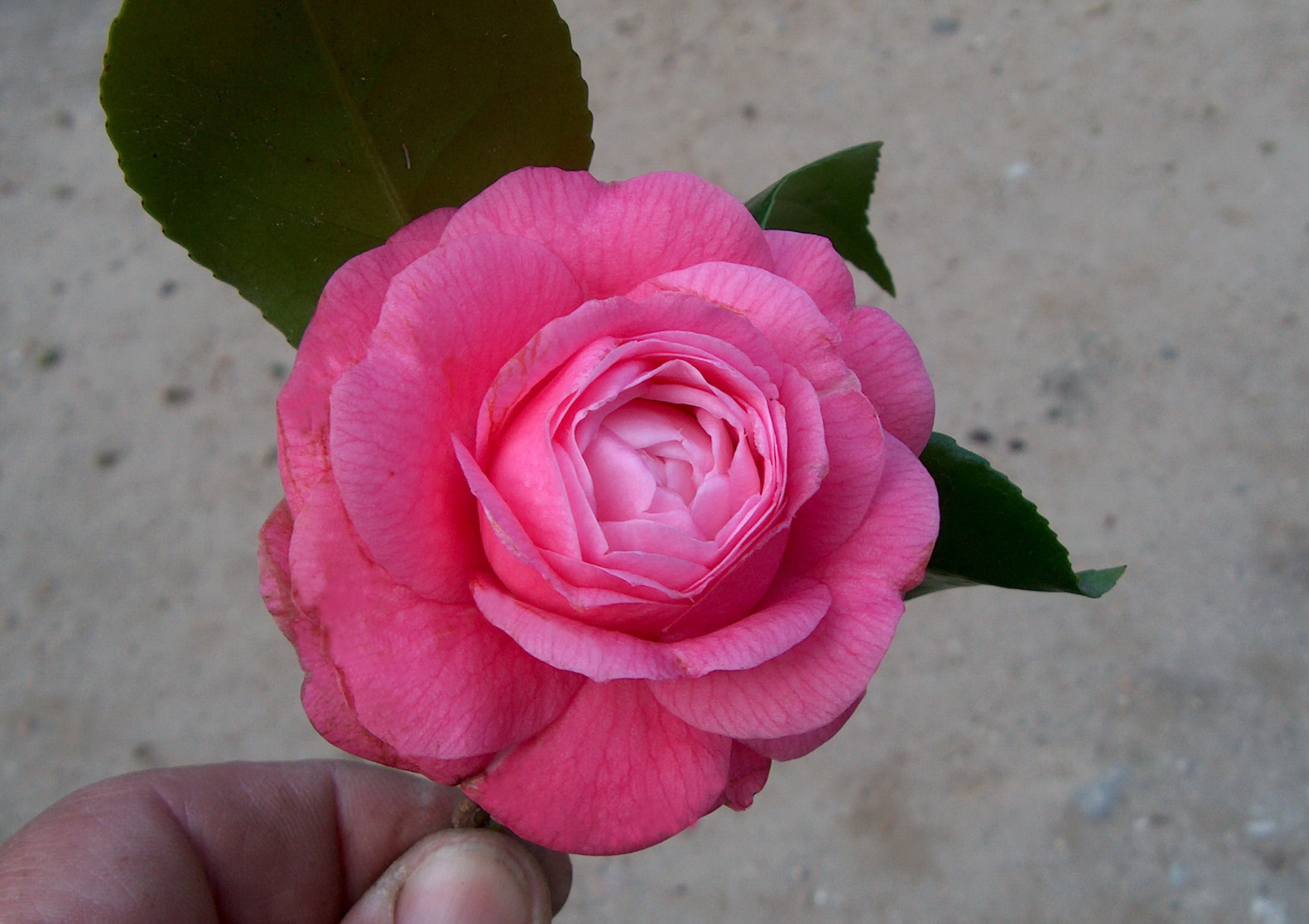 Rosea Plena Portuensis