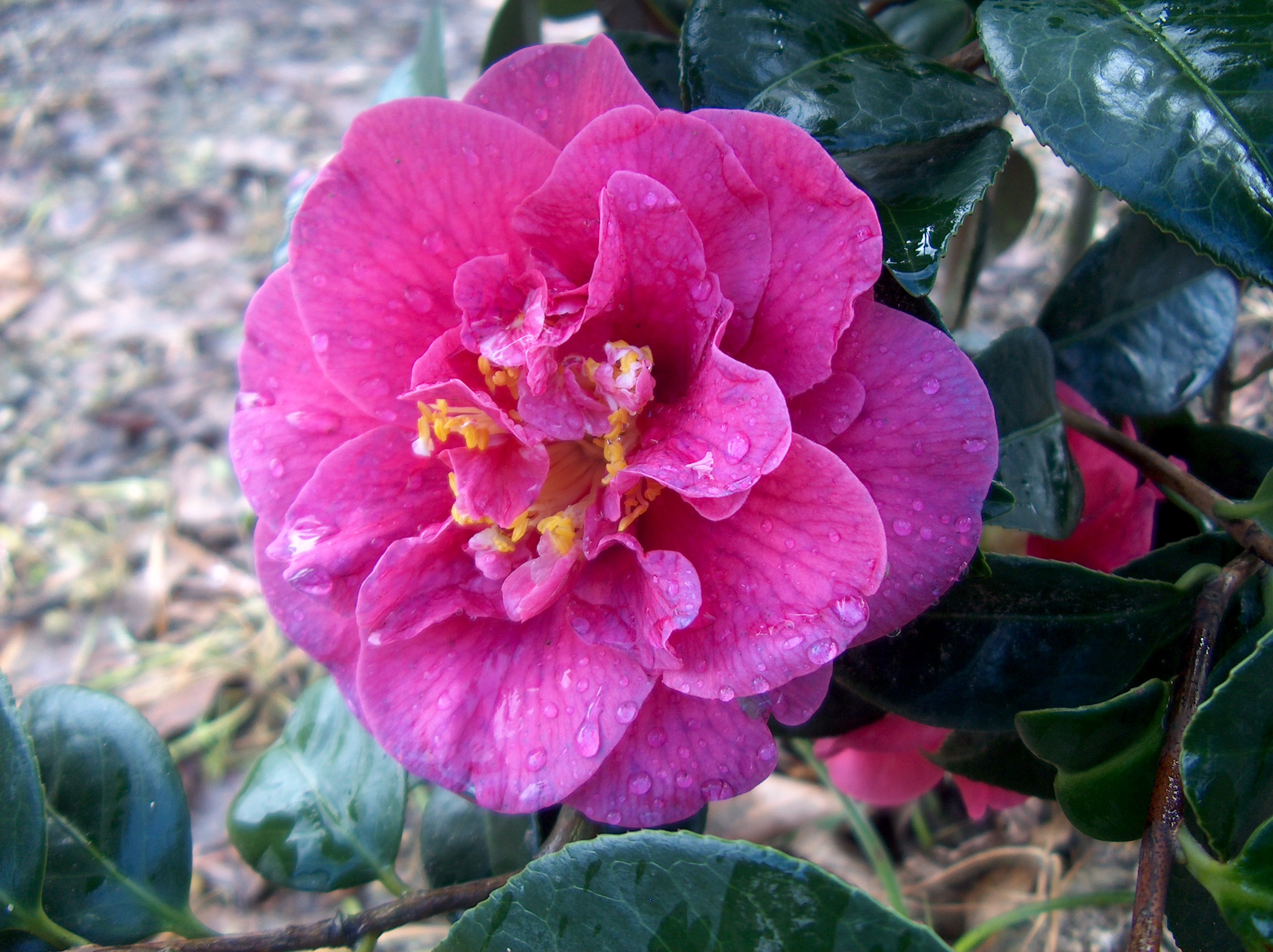 Rosália de castro