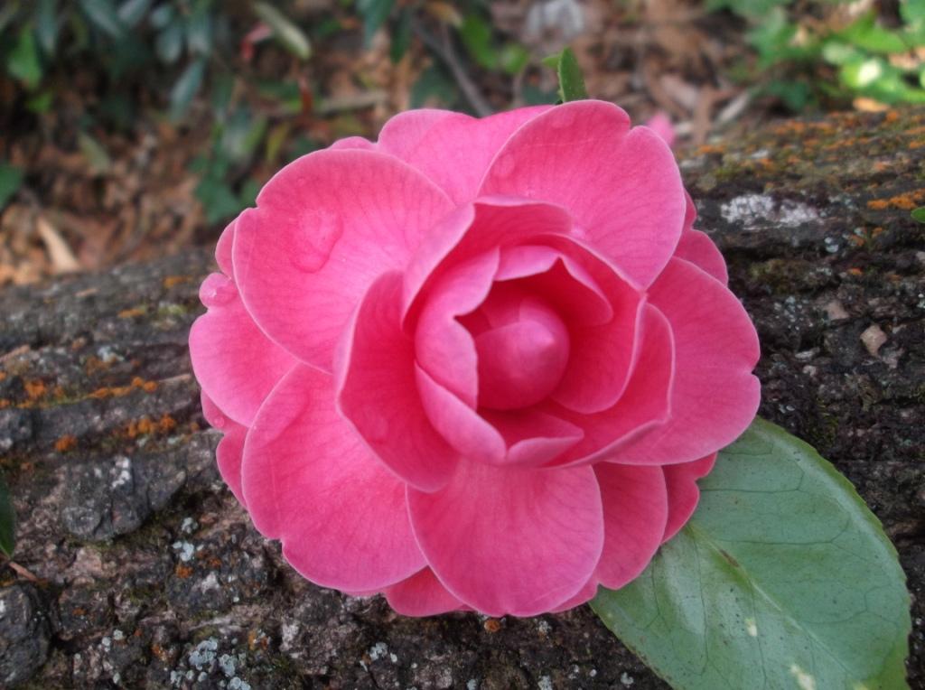 Variegada Superba
