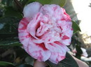 Desconhecida