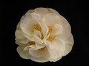 Desconhecida