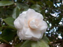 Lady Hume's Blush (Camurça)