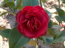 Mrs Charles Cobb