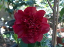 Cherries Jubilee