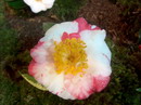 Clarise Carleton Variegated