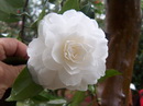 Contessa Lavinia Maggi Alba