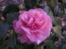 Coral Pink Lotus