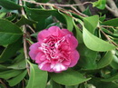 Coronata Rosea