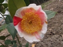 Daikambo