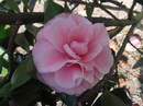 Diddy´s Pink Organdie