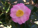 Miyako-No-Haru(Higo)