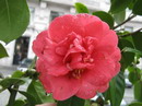 Desconhecida