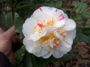 Elizabeth Dowd Silver