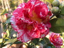 Emperor of Russia Variegated