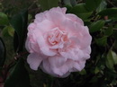 Estherii