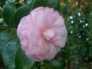 Giardino Smith