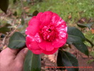 Gillesii