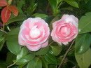 Desconhecida