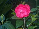 Desconhecida