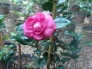 Desconhecida
