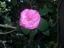 Desconhecida