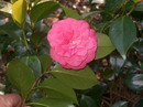 Desconhecida