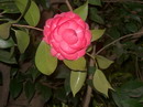 Desconhecida