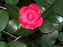 Desconhecida