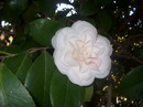 Incarnata