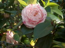 Desconhecida