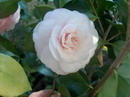 Desconhecida
